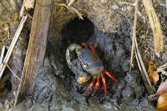 Harlequin crab (Cardisoma armatum), at the entrance of a burrow Manuel Antonio National Park,