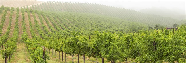 Beautiful grape vineyard landscape banner