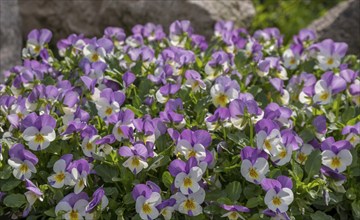 Horned pansy (Viola cornuta), North Rhine-Westphalia, Germany, Europe