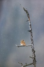 Pygmy owl (Glaucidium passerinum), Luce, Mountain area, Luce, Styria, Slovenia, Europe