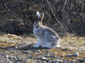 Mountain Hare (Lepus timidus), alert in river bed, moulting from winter into its summer coat, May,