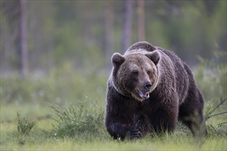 Brown bear (Ursus arctos) in the Finnish taiga, Kuusamo, Finland, Europe