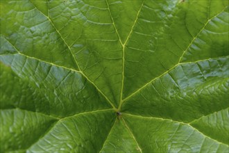 Giant rhubarb (Gunnera manicata), North Rhine-Westphalia, Germany, Europe