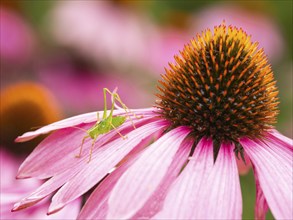 A green grasshopper perched on the petal of a vibrant pink echinacea flower in a garden, Female