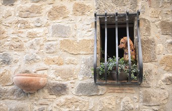 Dog in a barred window in the historic centre of Bolsena, Lazio, Italy, Europe