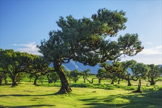 Centuries-old til trees in fantastic magical idyllic Fanal Laurisilva forest on sunset. Madeira