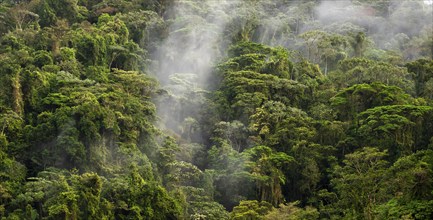 Fog drifts through the rainforest, treetops in the dense forest, mountain rainforest, Alajuela