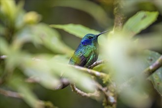 Mountain Violet-eared Hummingbird (Colibri cyanotus) sitting on a branch, Monteverde Cloud Forest,