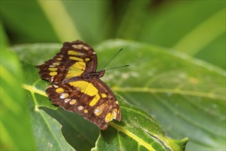 Malachite butterfly (Siproeta stelenes) (Metamorpha stelenes), butterfly sitting on a leaf,