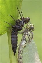 Southern Hawker (Aeshna cyanea) with exuviae, Emsland, Lower Saxony, Germany, Europe