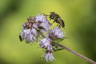 Drone fly (Eristalis interrupta) on water mint (Mentha aquatica), Emsland, Lower Saxony, Germany,