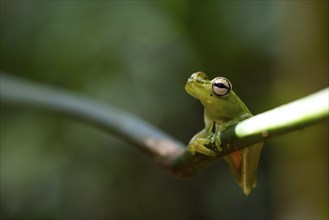 Glass frog (Centrolenidae) sitting on a stem, Heredia province, Costa Rica, Central America