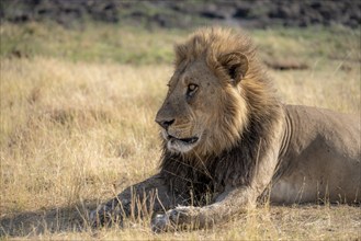 Lion (Panthera leo), animal portrait, adult male, lying in dry grass, Khwai, Okavango Delta, Moremi