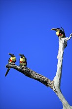 Brown-eared Aracari (Pteroglossus castanotis), adult, group, on tree, Pantanal, Brazil, South