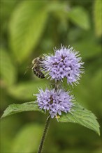 Honey bee (Apis mellifera) on water mint (Mentha aquatica), Emsland, Lower Saxony, Germany, Europe