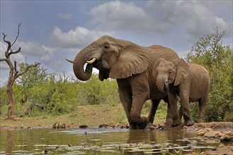 African elephant (Loxodonta africana), adult, bull, male, young, bull with young, at the water,