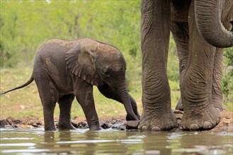 African elephant (Loxodonta africana), young animal, calf, baby elephant, mother, young animal with