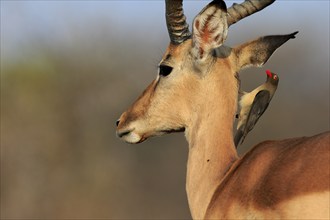 Black heeler antelope (Aepyceros melampus), adult, male, portrait, with red-billed oxpecker