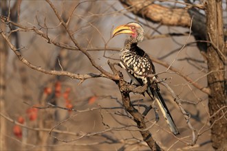 Southern Yellow-billed Hornbill, Red-ringed Hornbill (Tockus leucomelas), adult, on wait, Kruger