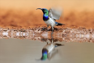 White-bellied Sunbird (Cinnyris talatala), adult, male, at the water, Kruger National Park, Kruger