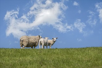 Sheep with lambs standing on a dyke under a blue sky with clouds, Province of Friesland,