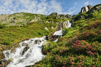 Alpine Wysse stream plunges over boulders into the depths, blooming alpine roses in the foreground,