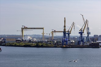 Harbour cranes are reflected in the water as a seagull flies by under a clear sky, Belfast