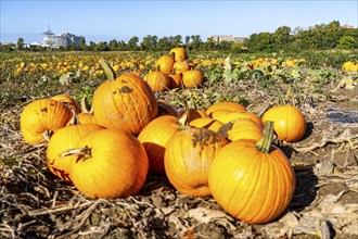 Pumpkin field, ripe pumpkins, shortly in front of harvest, near Neuss, North Rhine-Westphalia,