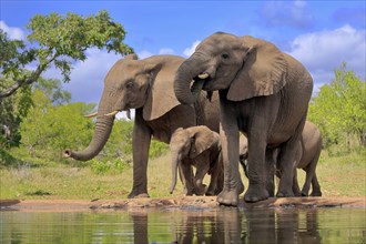 African elephant (Loxodonta africana), juvenile, mother, adult, female, group, at the water,