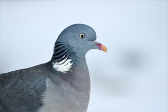 Wood pigeon (Columba palumbus), portrait, in the snow, winter feeding, Oberhausen, Ruhr area, North