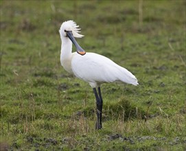 Spoonbill (Platalea leucorodia), standing on a meadow in the rain, Texel, Holland, The Netherlands,