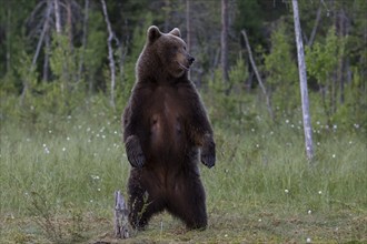 European brown bear, Karelia, Finland, Europe