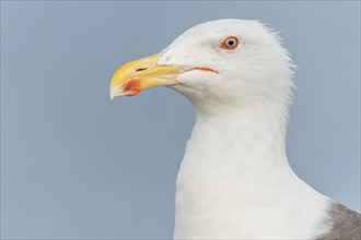 Lesser Black-backed Gull (Larus fuscus) portrait in a harbour on the Atlantic coast. Camaret,