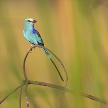 Abyssinian roller (Coracias abyssinica), Kuntaur rice fields, Kuntaur, South Bank, Gambia, Africa