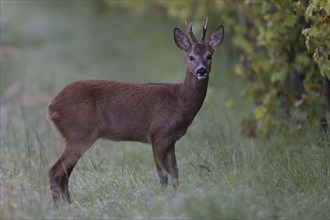 Roebuck in summer, leaf time, Wittlich, Rhineland-Palatinate, Germany, Europe