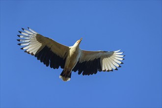 Palm Vulture, (Gypohierax angolnesis), Tujereng area, Tujereng, South Bank, Gambia, Africa