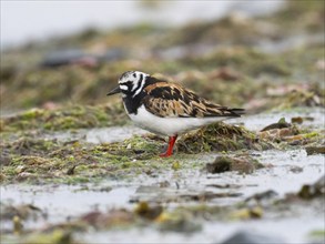 Ruddy Turnstone (Arenaria interpres), adult, summer plumage, resting on seashore, Varanger, Norway,