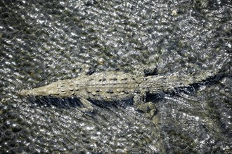 American crocodile (Crocodylus acutus) swimming in the water, from above, Rio Tarcoles, Carara