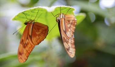 Torch butterfly (Dryas iulia moderata) two orange butterflies sitting on a leaf, Alajuela province,