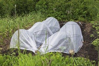 Mixed vegetable plants growing in tunnel cloches made of white fabric in vegetable garden in