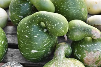 Green Kalebasse 'Speckled Swan' gourds