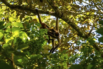 Geoffroy's spider monkey (Ateles geoffroyi), Tortuguero National Park, Costa Rica, Central America