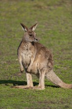 Giant kangaroo (Macropus fuliginosus) stands in a meadow and looks attentively, Germany, Europe