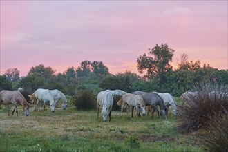 A herd of white Camargue horses grazing in a green meadow under a pink evening sky, Camargue,