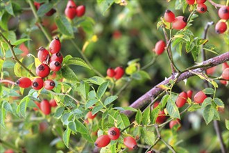 Rosehips, September, Mecklenburg-Western Pomerania, Germany, Europe