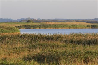 On the Baltic Sea near Peenemünde, September, Mecklenburg-Western Pomerania, Germany, Europe