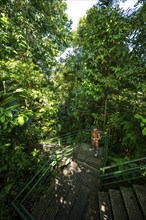 Tourist on the way in the rainforest to Cerro Tortuguero, Tortuguero National Park, Costa Rica,