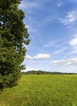 Green summer meadow at the edge of a forest, Lusatian Mountains, Bohemia, Czech Republic, Europe