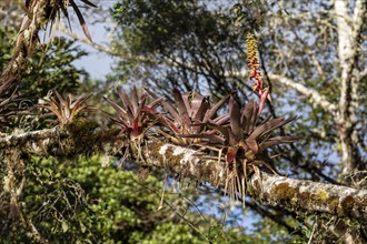 Bromeliads, vegetation in the cloud forest, mountain rainforest, Parque Nacional Los Quetzales,