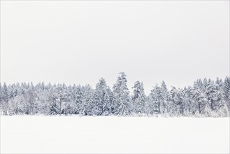 Forest with frost and snowy trees by a field in a desolate landscape in a cold winter, Sweden,